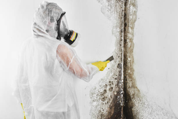Best Residential Mold Remediation in Moody Af, GA