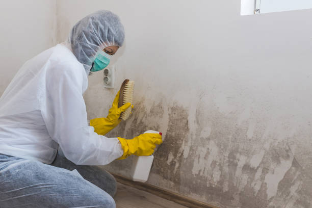 Professional Mold Remediation in Moody Af, GA