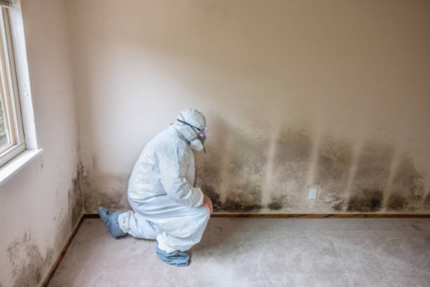 Best White Mold Remediation in Moody Af, GA