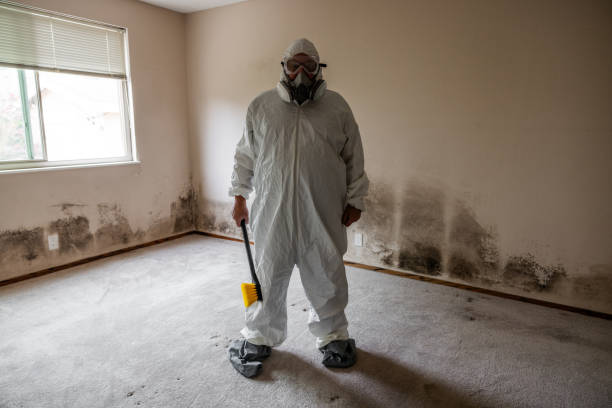 Best Basement Mold Remediation in Moody Af, GA