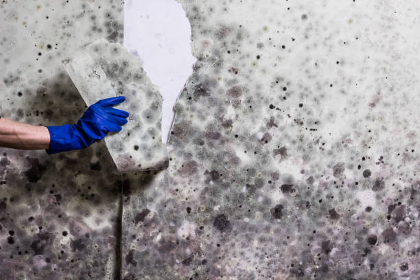 Best DIY Mold Remediation Support Services in Moody Af, GA